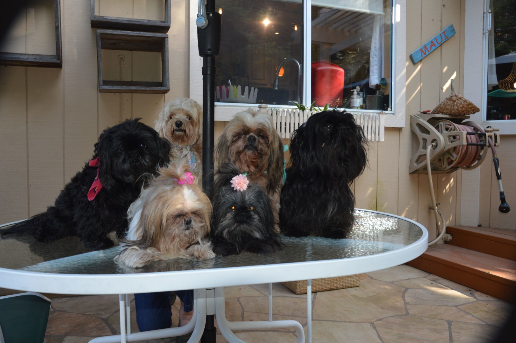 Bootsie, Bart, Bubbles, Bandit, Beau, and Betty Ann